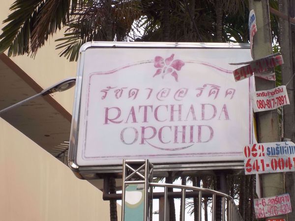 Picture of Ratchada Orchid