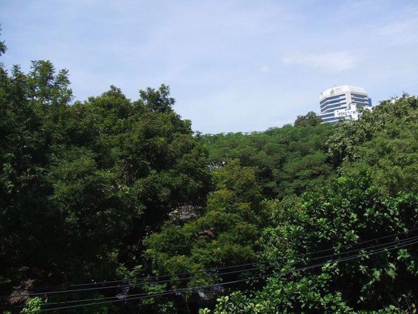 Picture of 2 bed Condo in Ficus Lane Phra Khanong Sub District C09602