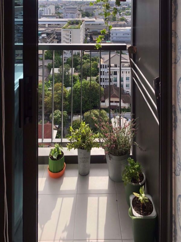 Picture of 1 bed Condo in Life Sukhumvit 62 Bangchak Sub District C11047